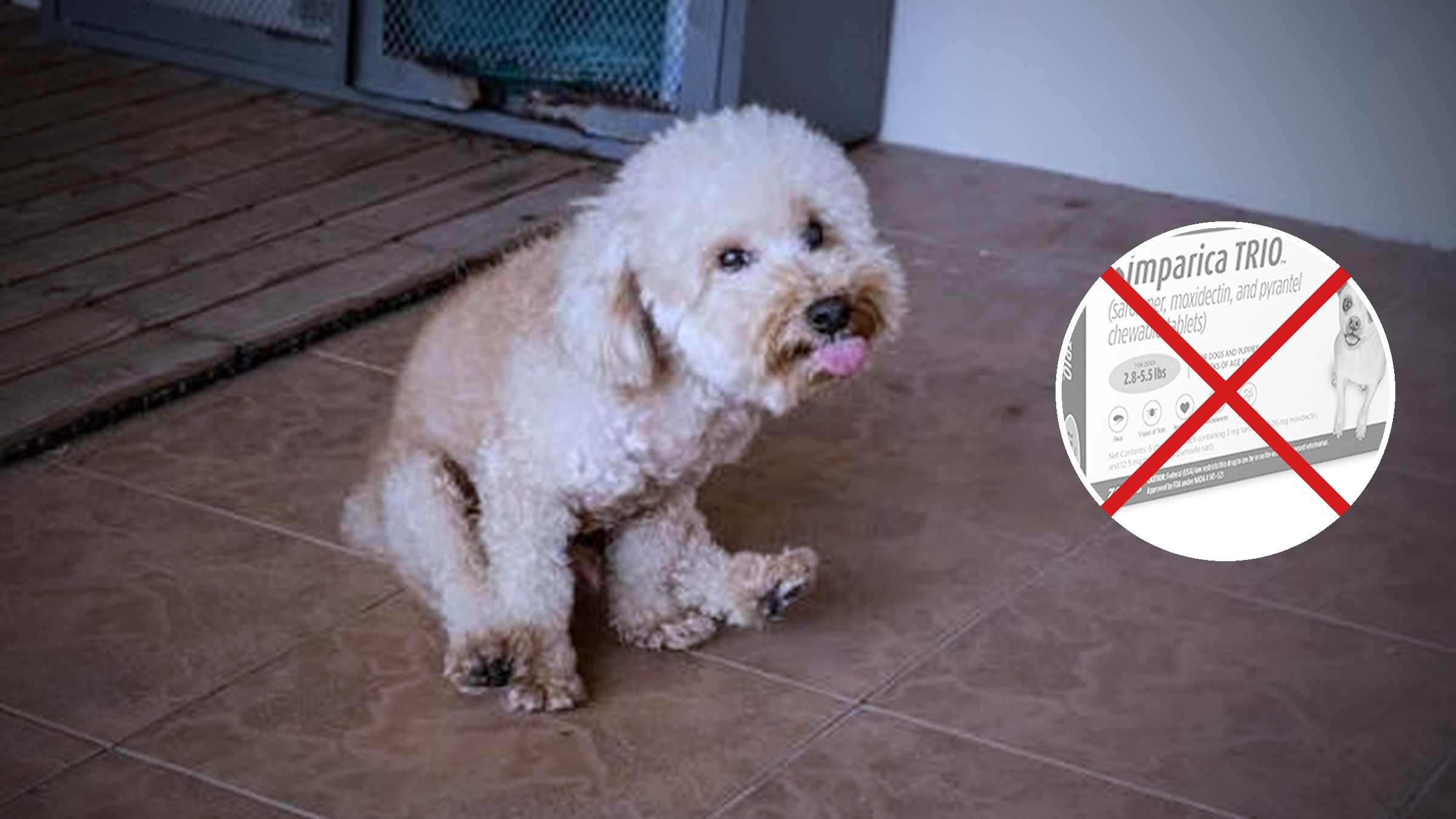 Dog on tile floor — still sick after months on Simparica Trio